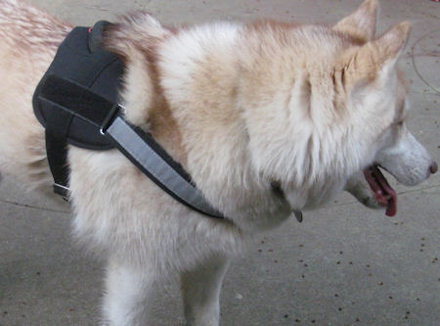 siberian husky Walking Nylon Dog Harness