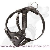 Siberian Husky walking Leather Dog Harness- handmade harness