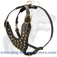 French Mastiff Studded Walking Dog Harness