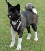 Akita Inu leather dog harness for tracking/walking/training