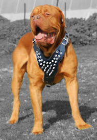 French mastiff/Dogue De Bordeaux spiked dog harness