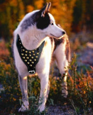 studded walking dog harness for Siberian Husky