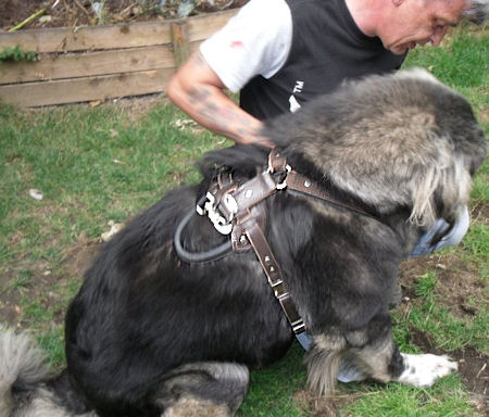 Large Dog harness leather