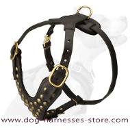 Studded Walking dog harness to fit Alaskan Malamute
