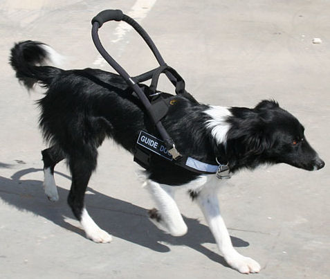Lightweigh Guide help dog Harness