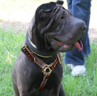 tracking leather dog harness for Sharpei