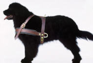 Newfoundland leather dog harness-large size
