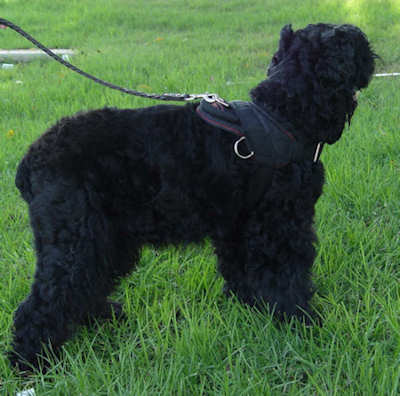 Nylon multi-purpose harness for tracking/pulling-Black terrier