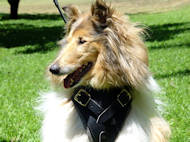 Designer best Leather Dog Harness for for Collie- dog harnes