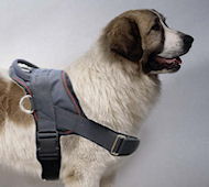 Pyrenean Mastiff Nylon dog harness with handle