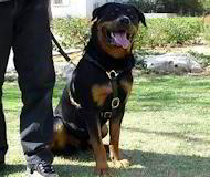 Luxury Handcrafted Dog Harness for Rottweiler Dog