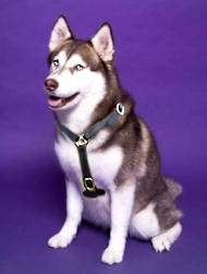 luxury handmade leather dog harness for Siberian Husky