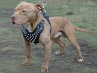 Pitbull spiked leather dog harness