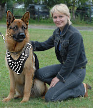 Spiked dog harness for German Shepherd, black shepherd