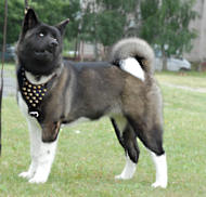 Leather dog harness for Akita Inu/Siberian Husky/Japanese Akita/sibe