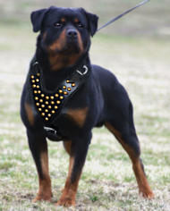 Rottweiler leather dog harness