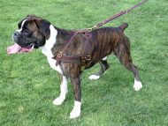 Tracking/Pulling Leather Dog Harness for Boxer