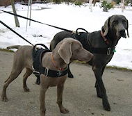Weimaraner dog harness - Nylon multi-purpose dog harness for