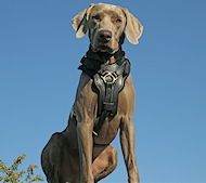 Exclusive Handcrafted Padded Leather Dog Harness for Weimaraner
