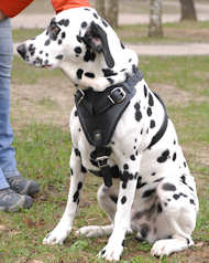 Dalmatian Leather Dog Harness- best dog harness for Dalmatian