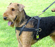 airedale terrier dog harness terriier dog