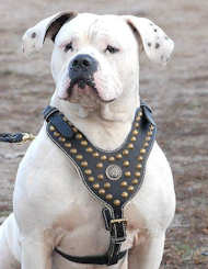 Royal Dog Harness-Exclusive Design Studded Leather Harness-AmBu