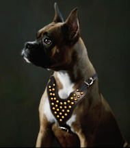 dog harness for boxer