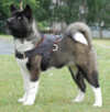 akita dog harness