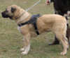 anatolian shepherd dog harness