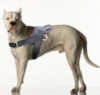 american bulldog dog harness