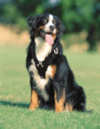 border collie harness