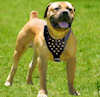 Boerboel South African Mastiff dog harnesses