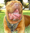 French mastiff dog harnesses
