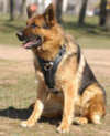 German shepherd dog harness