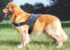 golden retriever dog harness