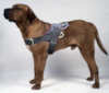 tosa inu dog harness