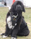 newfoundland dog harnesses