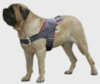 old english mastiff dog harnesses
