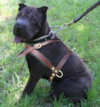 Shar-Pei dog harnesses 