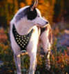 Siberian Husky dog harnesses