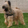 briard harness