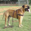 bullmastiff dog harnesses