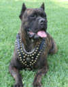 cane corso dog harnesses