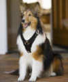 collie dog harnesses