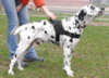 border collie harness