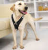 labrador dog harnesses