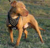pitbull dog harnesses