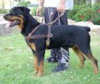 rottweiler dog harnesses