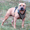 american Staffordshire Terrier dog  harnesses