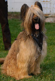briard dog harness for walking , pulling